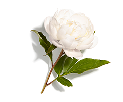 White peony White peony